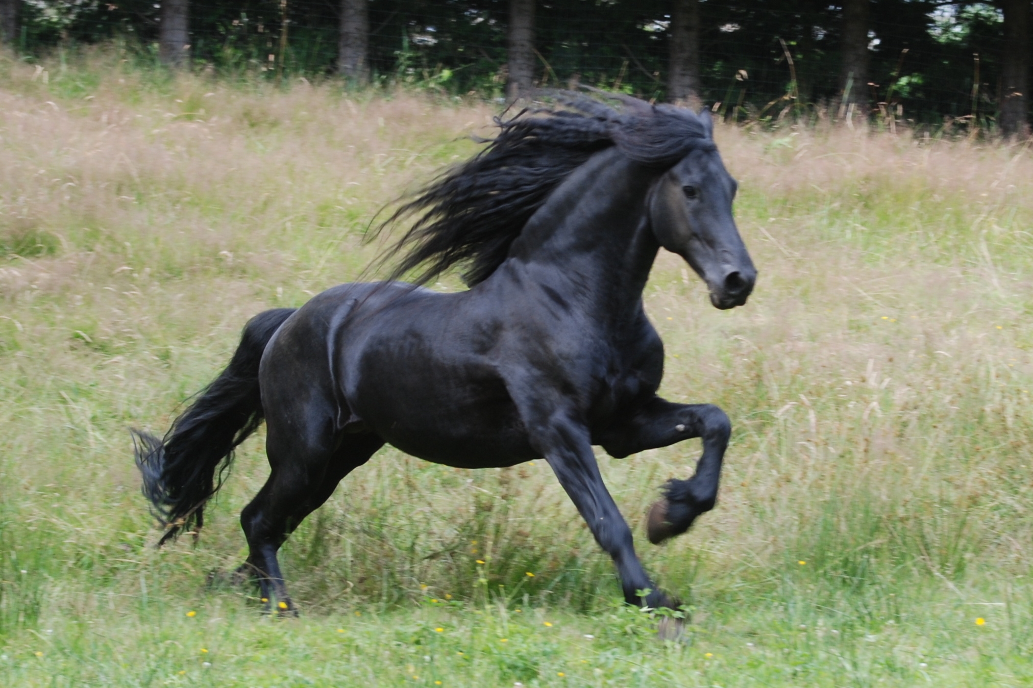 Friesian Stallion BC
